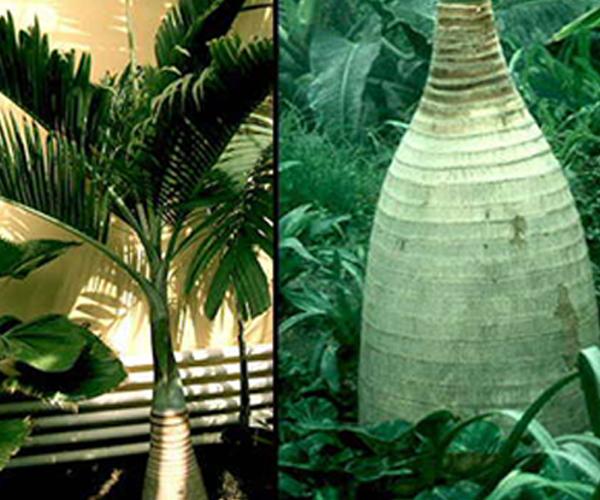 palmeral botella